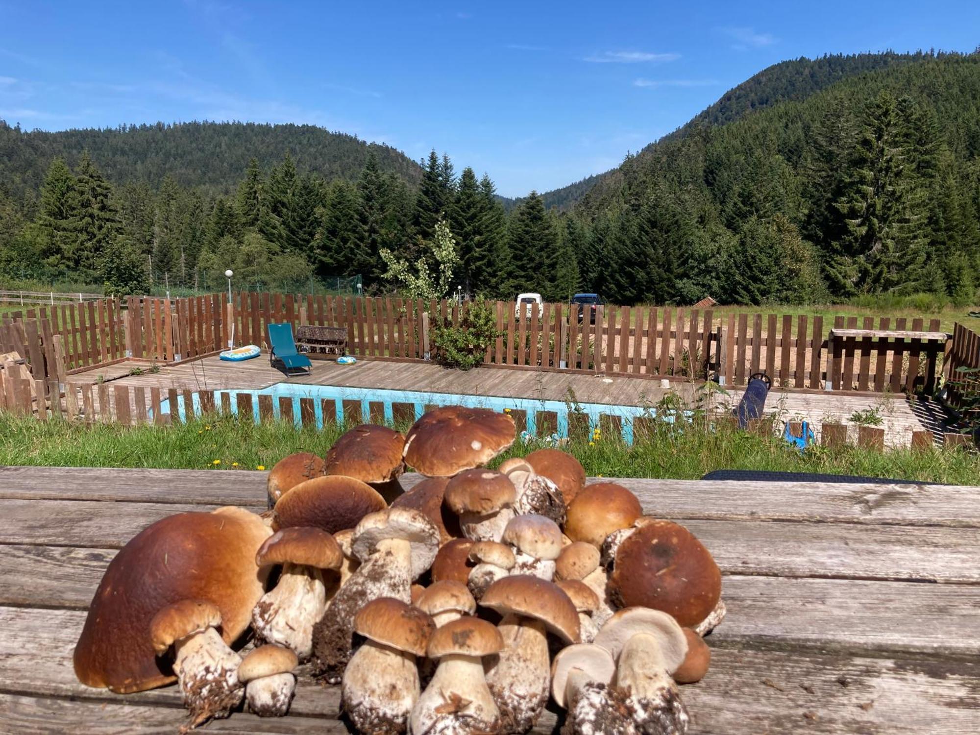 Le Perchoir Du Grand Valtin - Gite 5 Personnes - Altitude 830 Ban-sur-Meurthe-Clefcy Extérieur photo