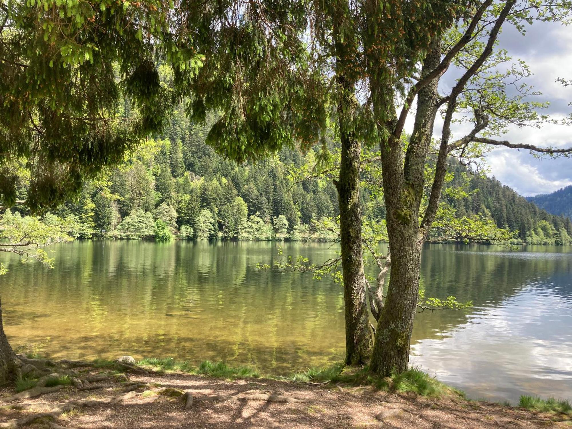 Le Perchoir Du Grand Valtin - Gite 5 Personnes - Altitude 830 Ban-sur-Meurthe-Clefcy Extérieur photo
